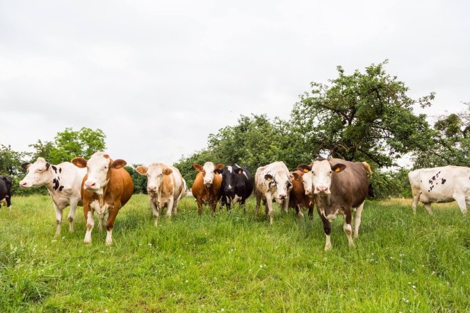 alsace-lait-sans-ogm-min-1