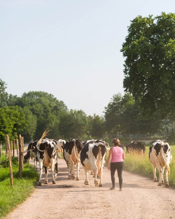 vaches-dans-les-paturages3