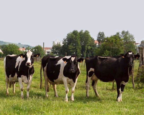vaches-laitieres