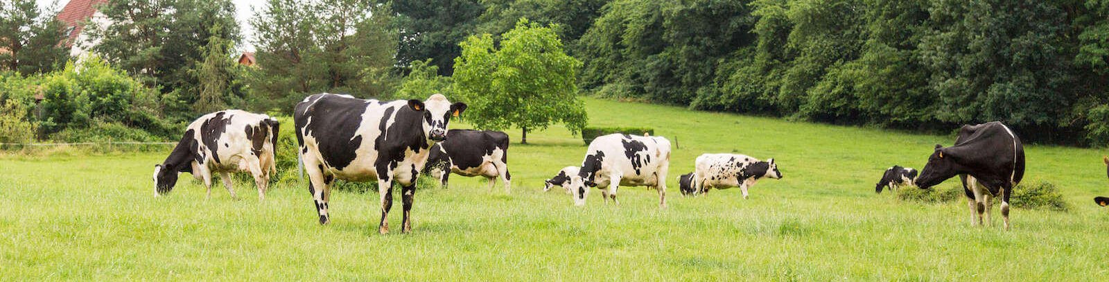 vaches-nos-engagements-head