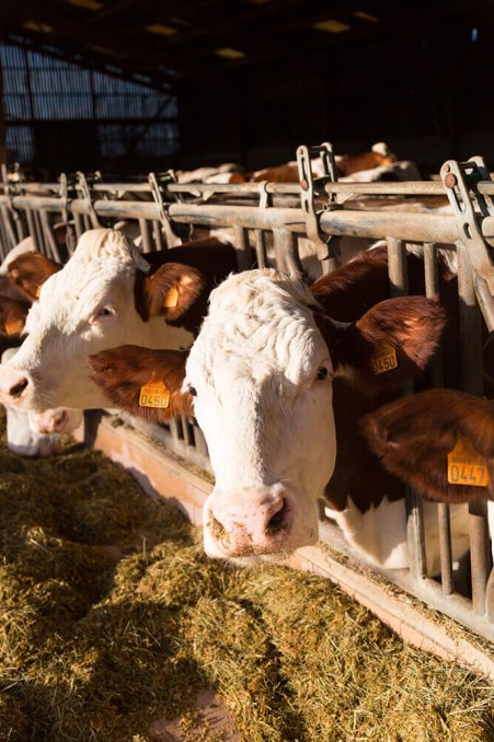 vache-montbelliardes-min