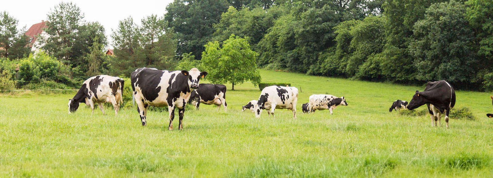 vaches-nos-engagements-head