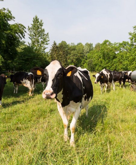 vaches-dans-les-pres