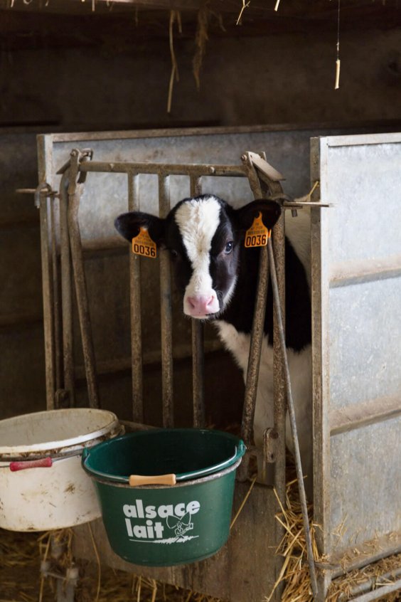 veau-alsace-lait-min