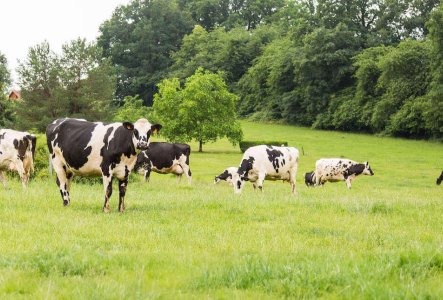 vaches-nos-engagements-head