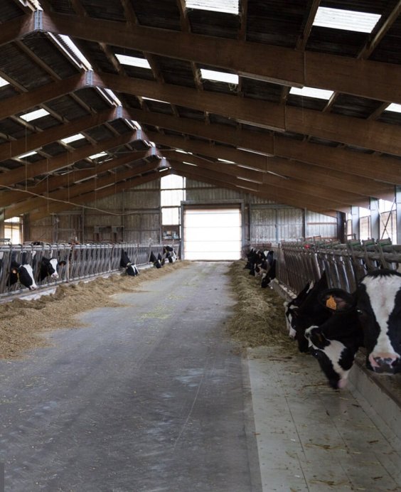 exploitation-laitiere-alsace-lait-min-2