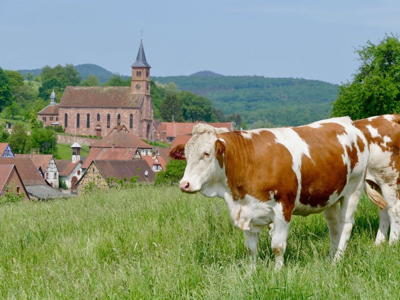 village-alsacien-vaches-1