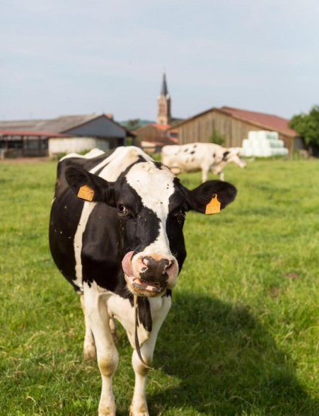journee-type-a-la-ferme